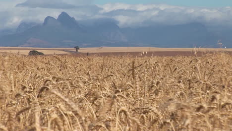 Weizenfelder-An-Der-Kap-Südküste