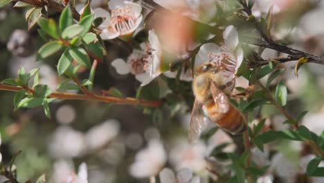 Perfekte-Nahaufnahme-Der-Honigbiene-Im-Natürlichen-Lebensraum,-Die-Nektar-Von-Der-Blume-Trinkt