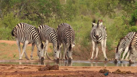Eine-Weitwinkelaufnahme-Von-Sechs-Burchell-Zebras,-Die-An-Einem-Wasserloch-Im-Krüger-Nationalpark-Trinken