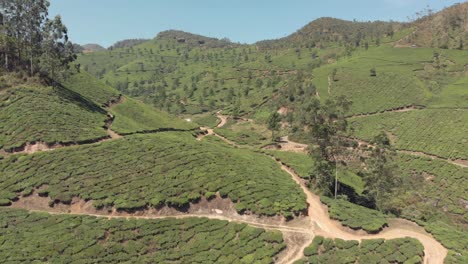 Vast-lush-green-Tea-Plantation-covering-the-arid-mountains-of-Munnar,-India---Aerial-slow-tilt-down-reveal-shot