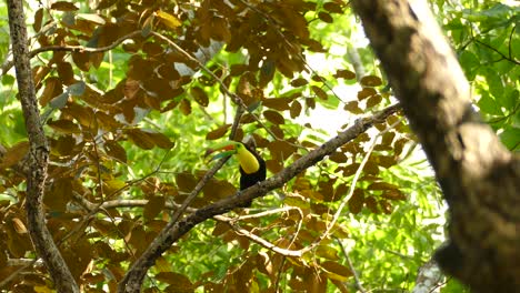 Majestic-Toucan-bird-perched-on-a-branch-in-waving-tree
