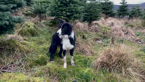 Black-and-white-border-collie-dog-standing-near-some-trees-in-the-countryside