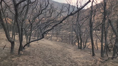 Los-árboles-Quemados-Yacen-En-El-área-Quemada-Del-Incendio-De-California-Fairview