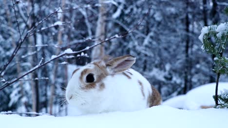 Un-Conejo-Explora-En-La-Nieve