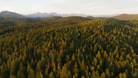Der-Wald-In-British-Columbia,-Kanada,-An-Der-Westküste-Von-BC-Bei-Sonnenuntergang