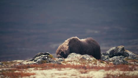 View-Of-A-Musk-ox-bull-Eating-In-Dovrefjell,-Norway-In-Autumn---wide