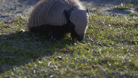 An-armadillo-rooting-in-the-grass