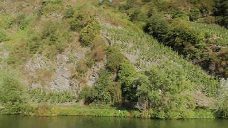 Steep-vineyard-with-rows-of-grapevine-at-the-river-Mosel