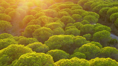 Cinematic-drone-shot-of-lighting-dense-pine-trees-during-sunset-in-El-Rompido,-Spain