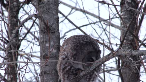 A-wild-great-gray-owl-clean-its-beak-on-a-branche-of-a-tree
