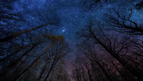 Ein-Dunkelblauer-Sternenhimmel-über-Dem-Wald