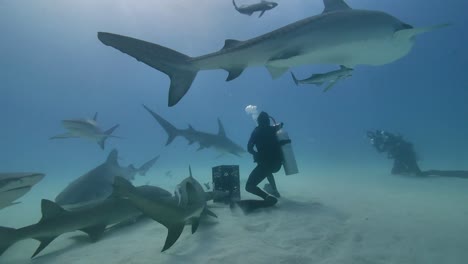 Feeding-and-Patting-Hungry-Tiger-Sharks