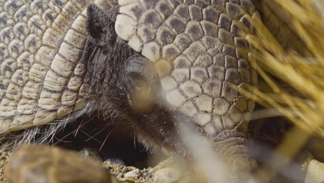 The-armadillo-is-resting-in-the-rocks