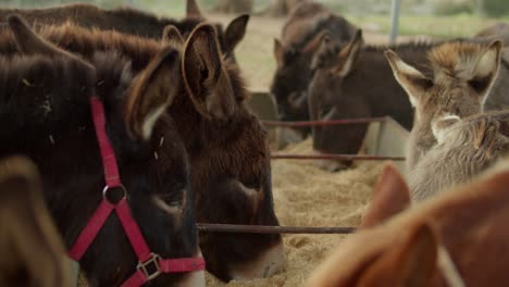 Cute-Donkeys-Eating-Hay-from-a-Trough-on-a-Farm-in-Slow-Motion,-Wide,-Rack-Focus