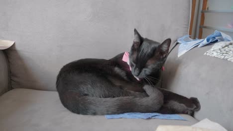 Black-cat-wearing-a-pink-bow-bathing-herself
