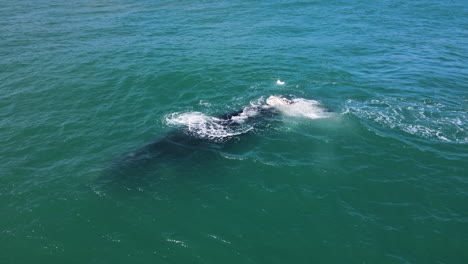 Brindle-Southern-Right-whale-calf-push-head-onto-mother's-back