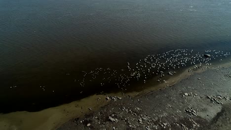 A-group-of-Canadian-snow-geese-land-on-the-St-Lawrence-river-in-Canada