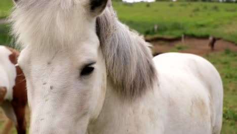A-beautiful-white-Icelandic-horse-is-on-a-green-field