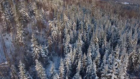 Dichter-Kanadischer-Wald-Nach-Einem-Schneesturm,-Der-Die-Bäume-Mit-Schnee-Bedeckt