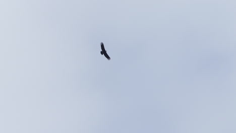 An-eagle-soars-across-a-midday-sky