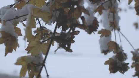 Winter-Bedeckt-Mit-Schneegelben-Blättern,-Die-Sich-Bewegen