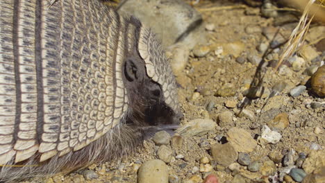 Armadillo-searches-on-the-sand-with-its-snout