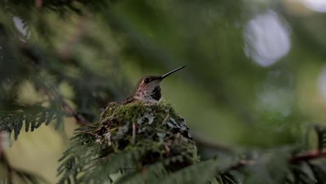Hummingbird-coming-home-to-its-nest-in-a-tree-with-its-young