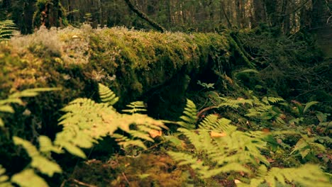 An-undergrowth-full-of-moss-and-ferns