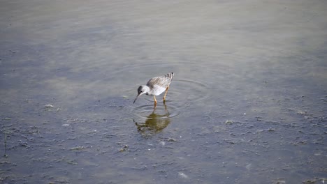 Wood-Sandpiper-with-non-breeding-plumage-probing-in-water-searching-for-insects
