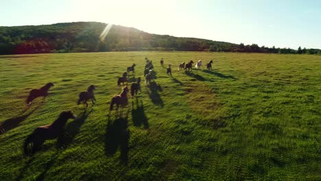 Herd-of-rodeo-horses-run-in-a-big-farm-field-during-a-warm-sunset