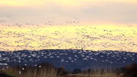 A-flock-of-geese-is-moving-toward-a-mountain-during-a-beautiful-sunset-in-Canada