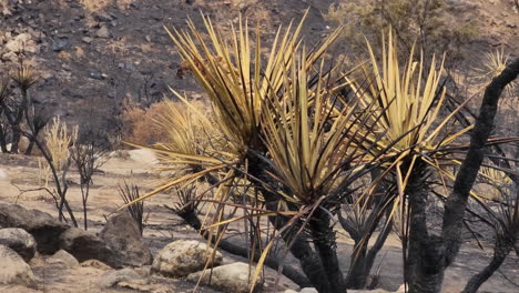 Burnt-tropical-plant-in-devastated-landscape-of-California-after-wild-fires