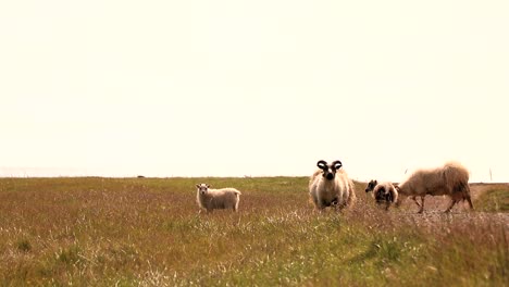 Isländische-Schafe-Fressen-Im-Sommer-Gras-Auf-Einem-Bauernhoffeld