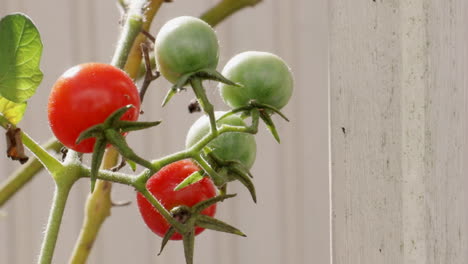 Tomates-Cherry-En-Planta-Con-Fondo-De-Madera,-Estático,-Cerrar