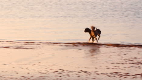 Zwei-Hunde-Jagen-Sich-Gegenseitig-Und-Spielen-Bei-Sonnenaufgang-In-Den-Untiefen-An-Einem-Wunderschönen-Ruhigen-Strand