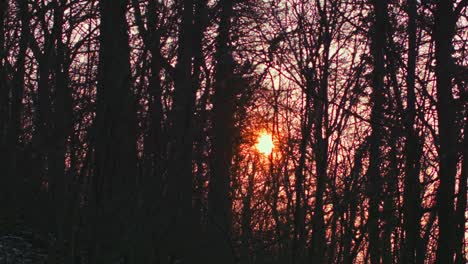 The-Sun-rises-between-the-trees