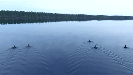 Five-wild-black-ducks-swim-on-a-calm-lake-in-Quebec,-Canada