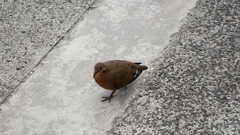 Brown-Pigeon-in-San-Juan-Puerto-Rico