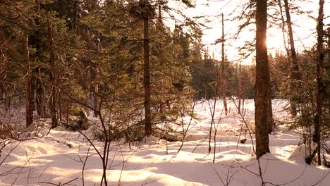 Un-Bosque-De-Invierno-Canadiense-Durante-Una-Cálida-Puesta-De-Sol