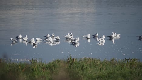 Flock-of-seagulls-in-shallow-wetlands-of-Vejlerne-lake,-largest-bird-sanctuary