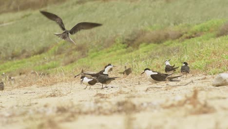 Adult-Sooty-Tern-feeds-a-juvenile-bird-while-another-adult-lands-in-the-background-to-attend-to-it’s-offspring-on-a-grassy-beach-on-Lord-Howe-Island-NSW-Australia