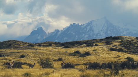 Several-alpacas-walks-around-on-a-grassy-plain-near-hills