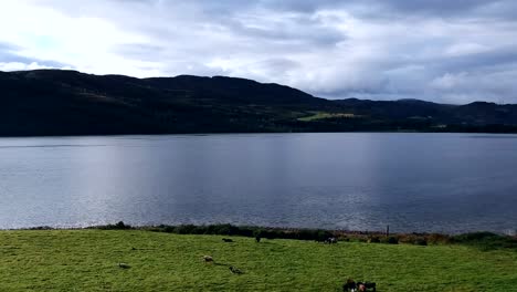 Dolly-forward-showing-Loch-Ness-with-sheep-in-the-foreground,-Scottish-Highlands