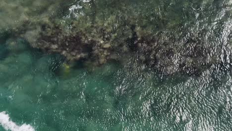 Riesige-Hawaii-Meeresschildkröten-In-Rauem-Wasser
