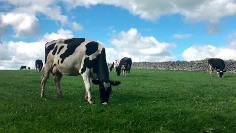 Cows-grasing-in-a-green-field-of-grass-with-a-blue-sky