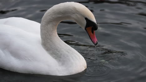 Slow-Motion-Swan-in-Lake-Como