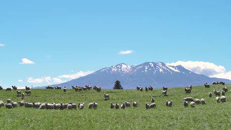 Flock-Of-Sheep-Feeding-On-The-Green-Pasture-In-New-Zealand-With-The-Scenic-Mount-Ruapehu-In-The-Background---Wide-Shot
