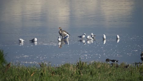 Mehrere-Vogelarten-Stehen-Im-Flachen-Wasser-Und-Putzen-Ihre-Federn