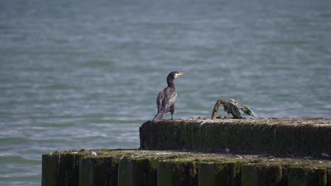 Great-cormorant-standing-on-water-breaker-at-shore-of-sea-looking-around