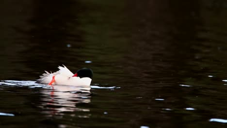 A-common-merganser-cleans-its-feathers-on-a-calm-lake